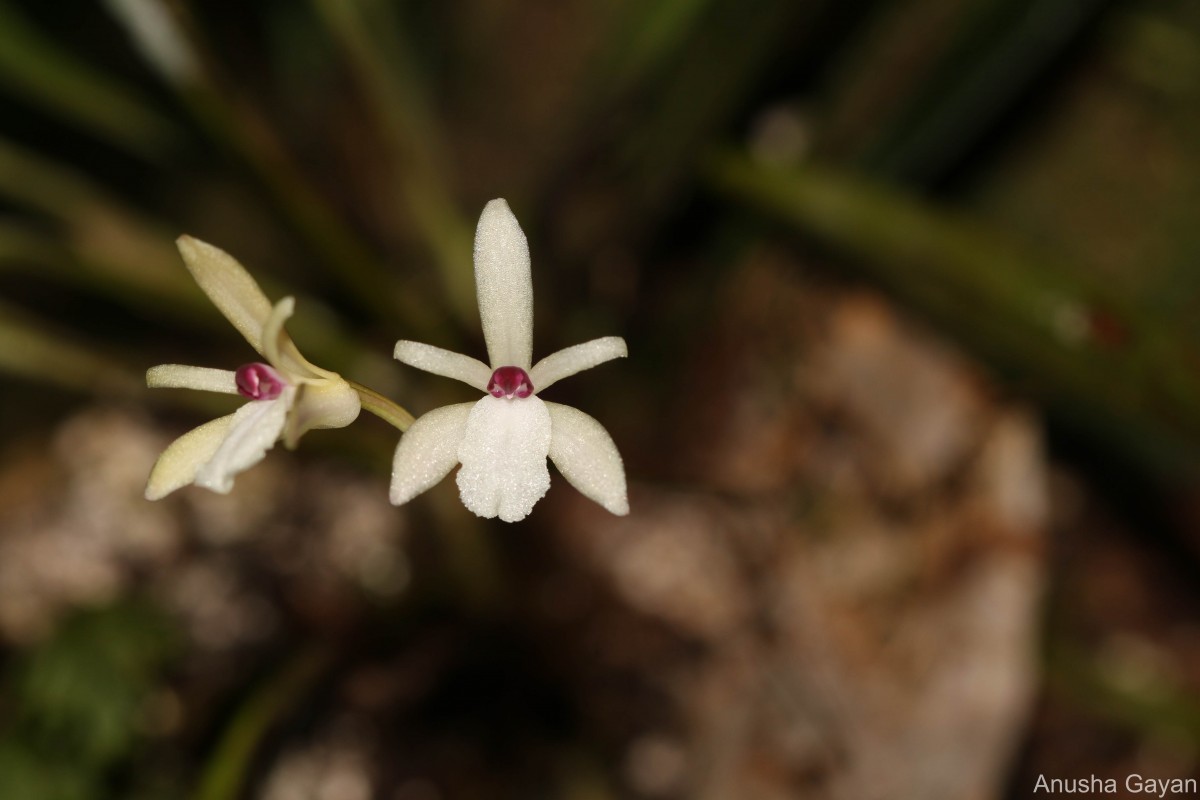 Adrorhizon purpurascens (Thwaites) Hook.f.